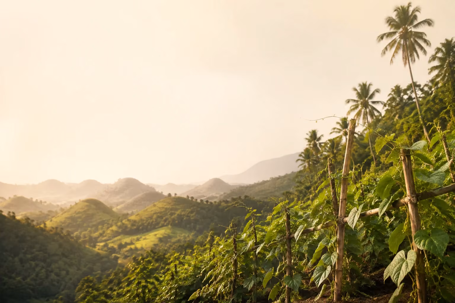 Illustrated Philippine countryside with bamboo supports and climbing yam vines
