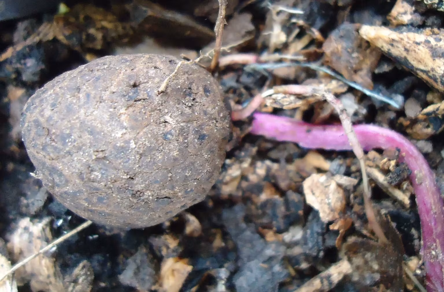 Purple yam photographed in Mindanao